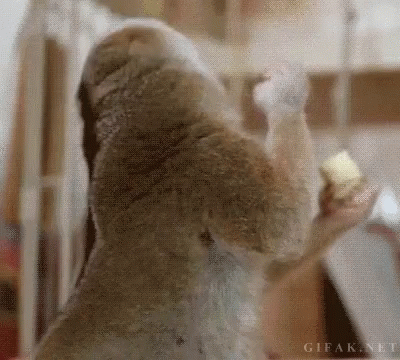 GIF